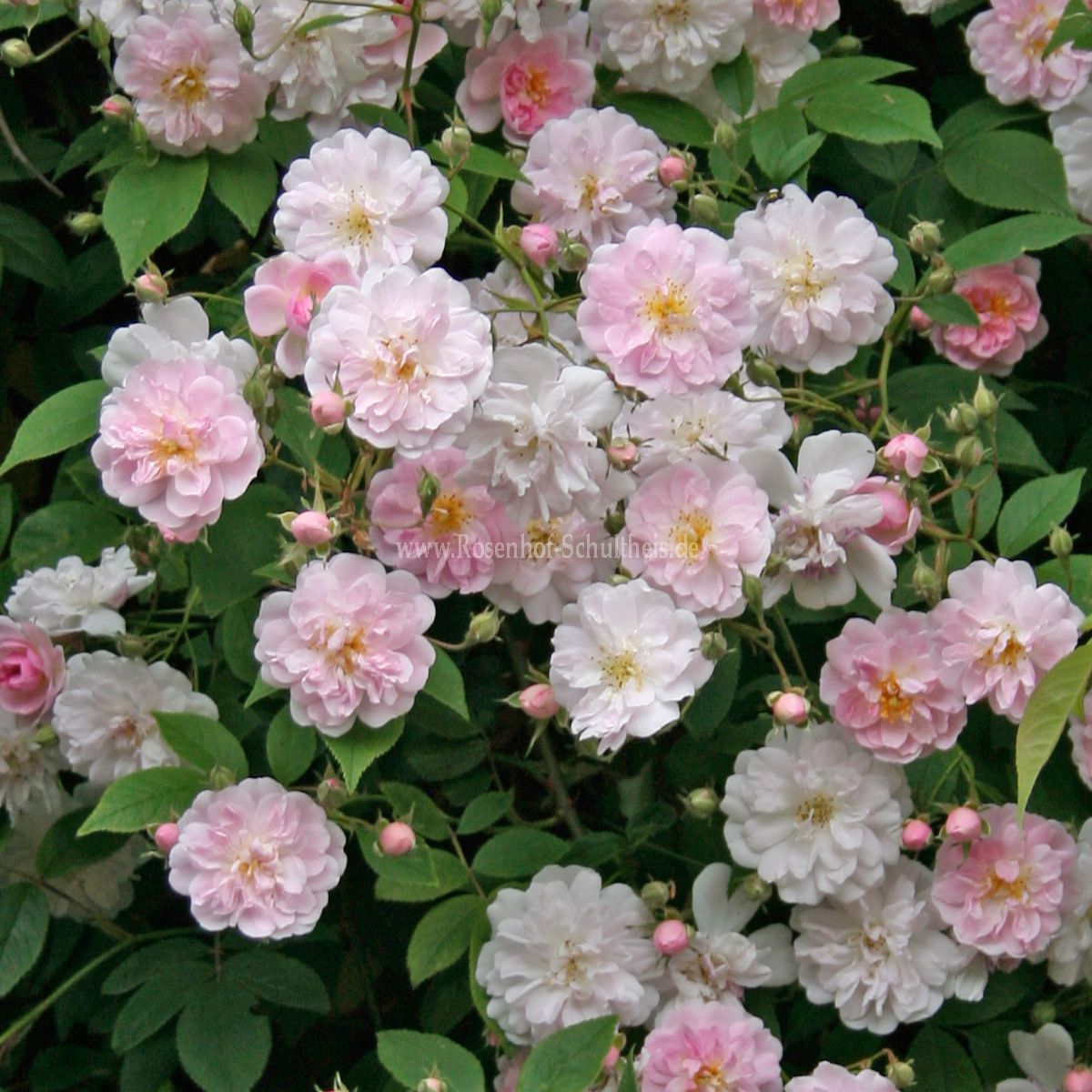Rosa 'Paul's Himalayan Musk'